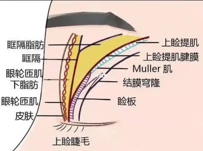 上眼睑解剖图