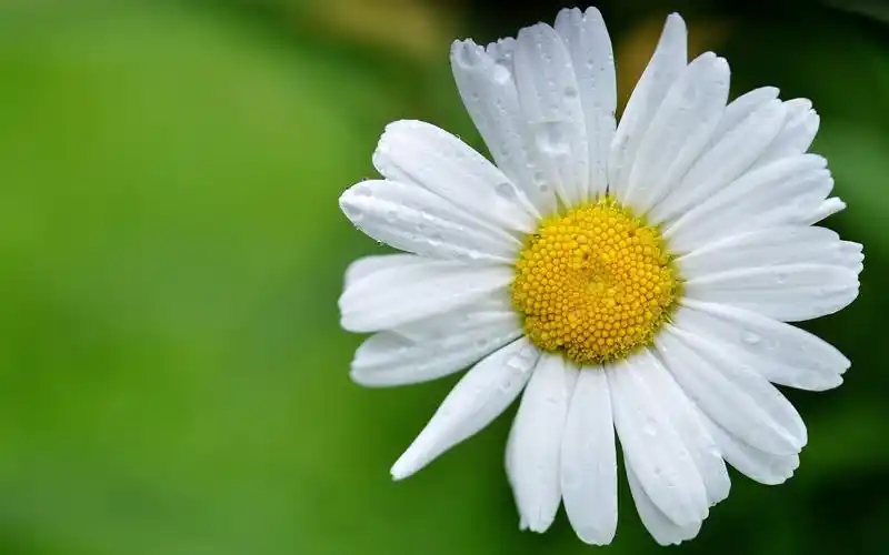 4k高清壁纸-美丽的雏菊高清4k桌面壁纸_手机壁纸_电脑壁纸_桌面壁纸【