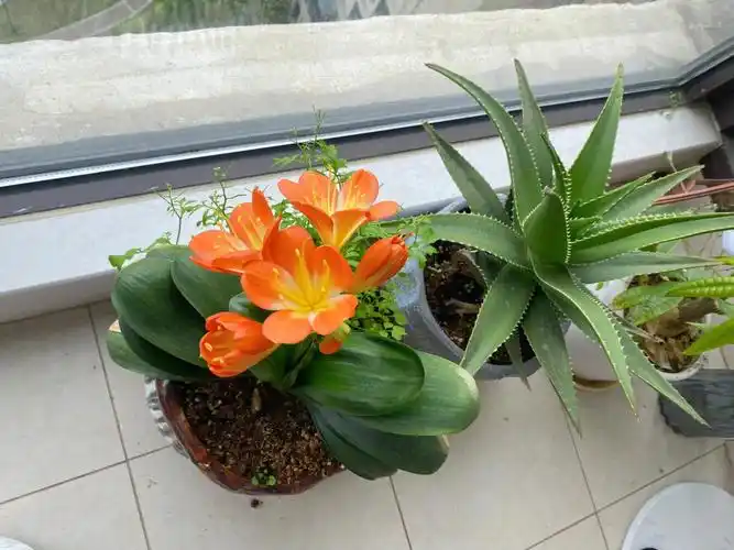 君子兰开花君子兰养护君子兰一共有6朵花还有一朵不知道什么开好想让