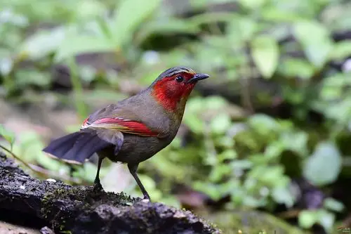 红翅薮鹛 - 四川版 sichuan鸟网