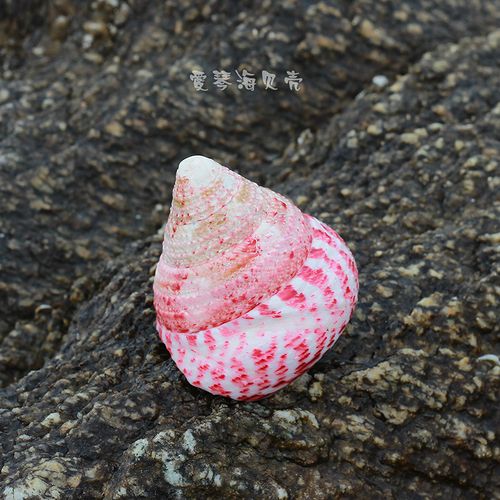 天然海螺贝壳红塔宝塔红斑钟螺鱼缸造景海洋海螺