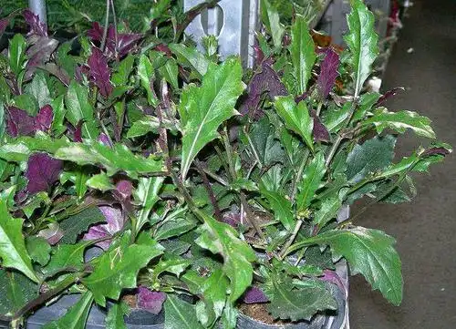 谁家有旱山奇啊,学名紫背天葵,能帮忙邮递吗,受伤了,花钱买也可以哦