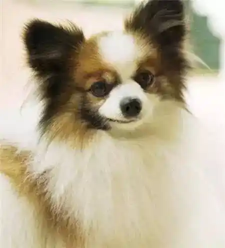 45种名犬,非常齐全,你认识几种?