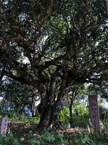 眼前的这棵古茶树栽培于唐朝末年,距今已有1400多年的历史,是西双版纳