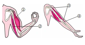 伸肘时,①肱二头肌舒张,②肱三头肌收缩b.