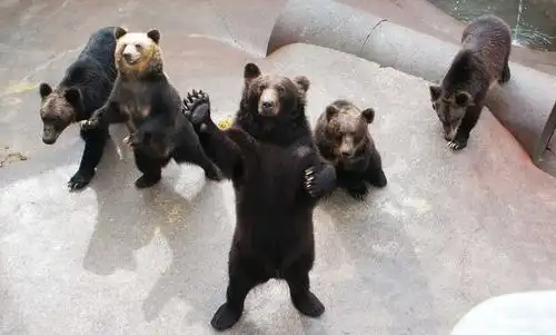 北海道昭和新山熊牧场门票