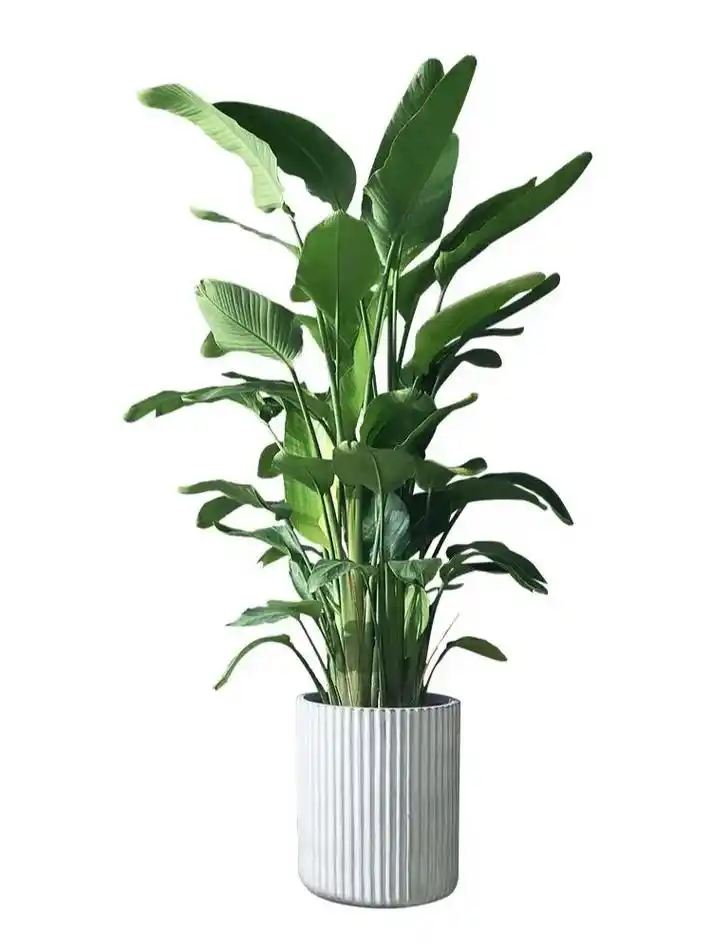 天堂鸟92 天堂鸟四季常青 叶大资美 95花形奇特 是款观花 - 抖音