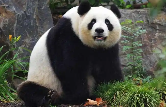 气候温凉潮湿,其湿度常在80%以上,是一种喜湿性动物