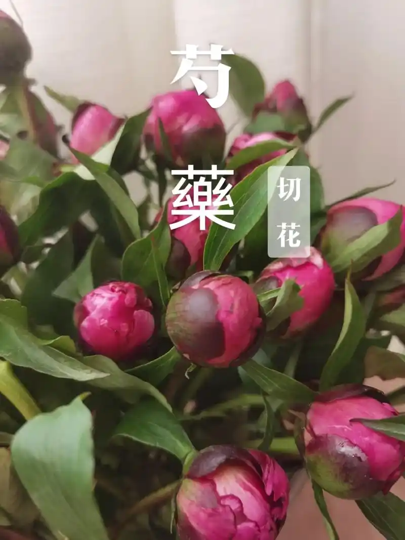 芍药花语:情有独钟,唯有爱你.喜欢芍药不止是因为它美,而是寓 - 抖音