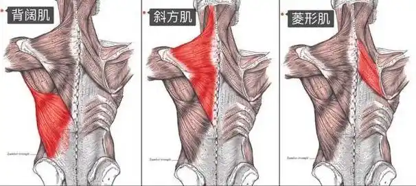 肌动学(斜方肌)