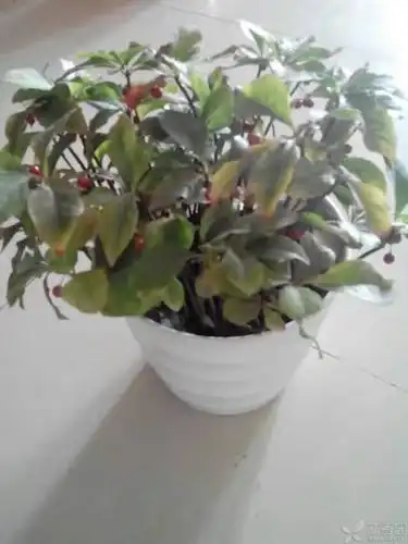 这个是薄荷吗?怎么还有红色果实,从花鸟市场买的,店家告诉我是薄荷