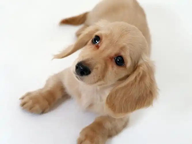 卖萌的狗狗 > || 更新时间:2018-11-22 颜色分 白色 关键词:  可爱