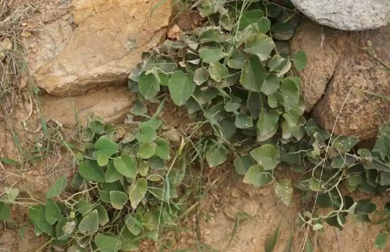 生长于石缝间的野草俗称白毛藤药农常用它来祛风湿治胃痛