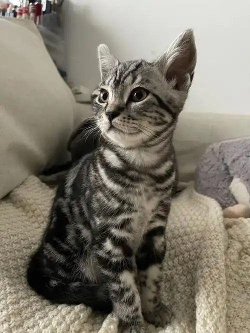 看看美短虎斑妹妹的面相69