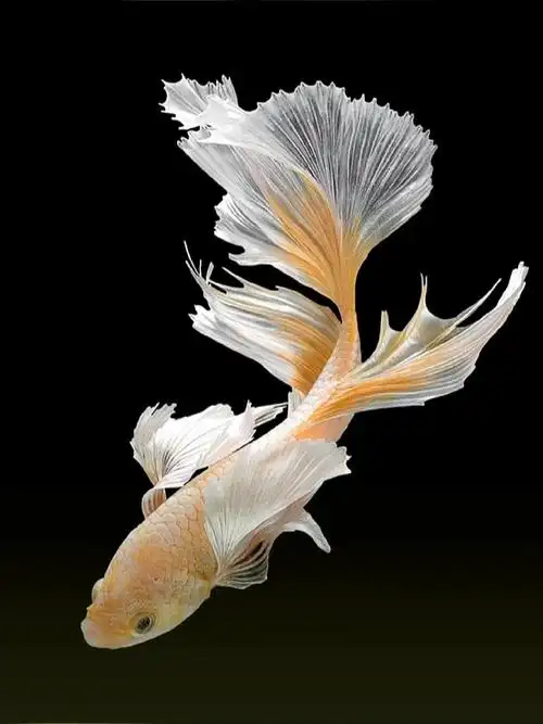 720_961竖版 竖屏