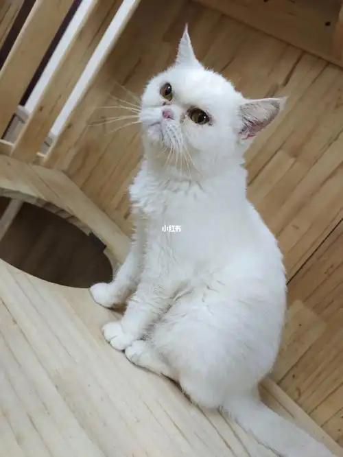 纯白加菲猫混血只想找个家