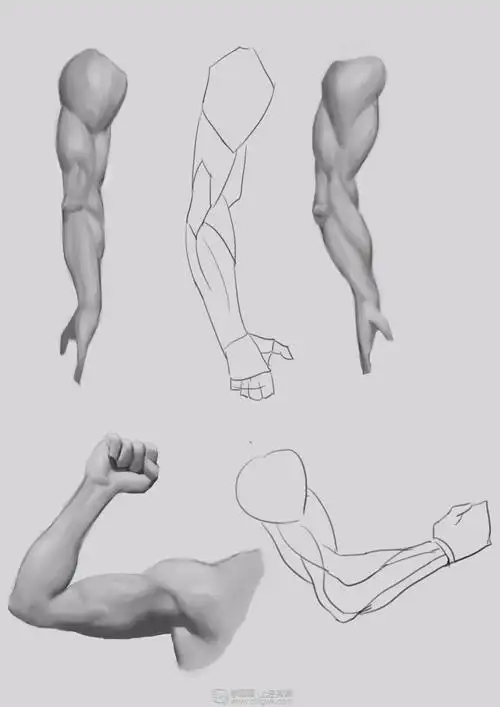 手臂肌肉练习——人物四肢肌肉提高训练