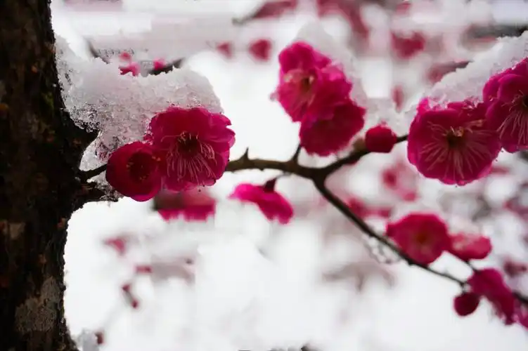 寻美鹤峰傲雪梅花香