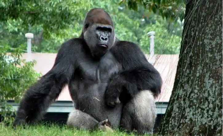 银背大猩猩和老虎自然界中的王者对决谁能胜出