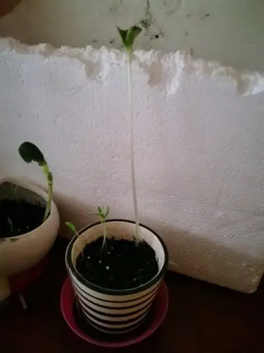 植物角种植,我的小种子发芽长大啦