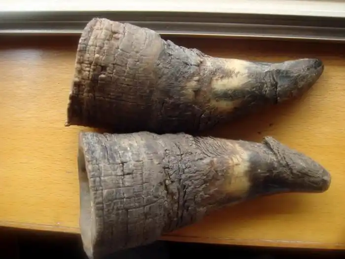 犀角雕收藏热初露端倪-犀牛角的鉴定 a3 dm