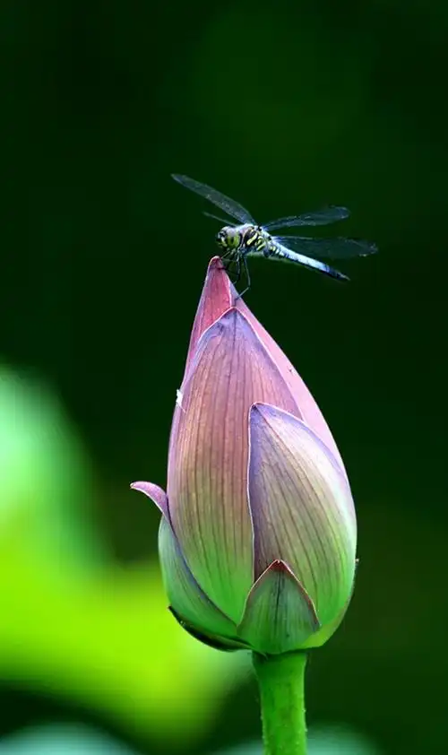 荷花蜻蜓