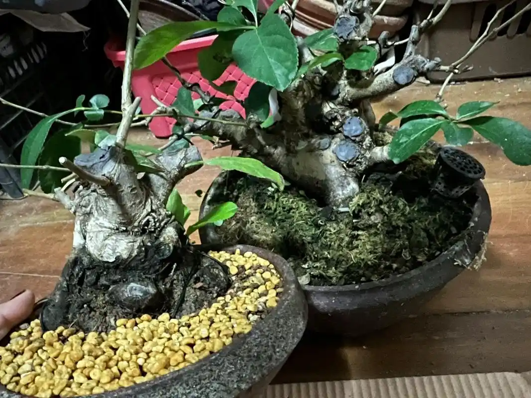 东洋锦海棠坨坨的快乐你体会得到吗?#盆景 #海棠花 #养花人 - 抖音