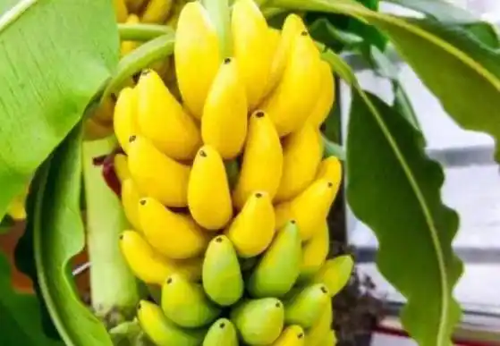 香蕉是放射性强的水果,经常吃会致癌?医生:3种香蕉不_