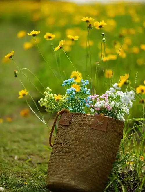 【五月】五月的鲜花,久违的阳光,心情好晴朗