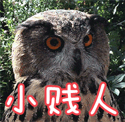 猫头鹰眼神小贱人凶狠gif动图_动态图_表情包下载_soogif