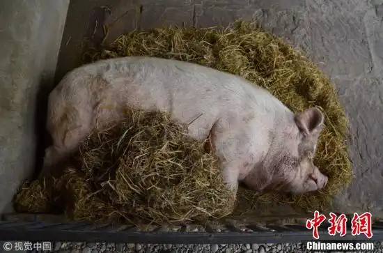 1月6日,四川汶川地震"猪坚强"在位于成都的建川博物馆内酣睡,一动不动