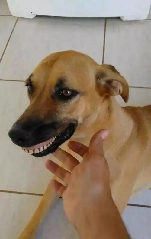 搬进新家后,狗狗总是咧着大嘴笑,主人走近一看,也忍不住笑了