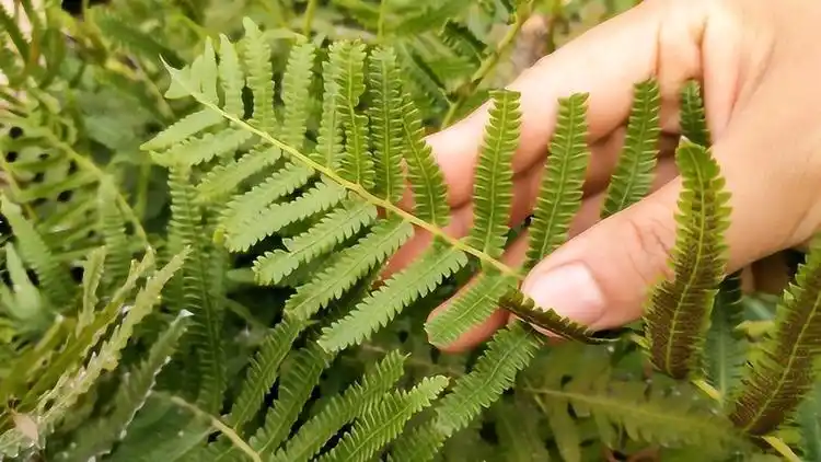 不小心扭伤了脚毛蕨一种珍贵的草药消肿止痛很好用