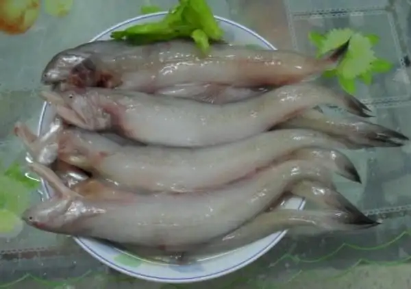 渔民最爱的4种鱼,很多人感觉不上"档次",却是妥妥的"好鱼"