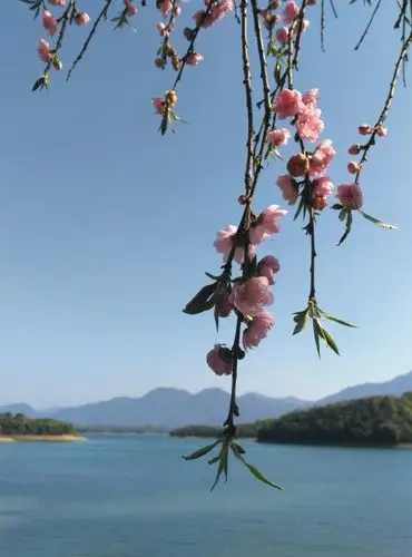 武宁西海花源谷烂漫桃花山水间