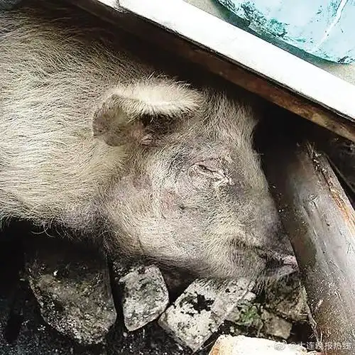 还记得那个汶川地震中的生命奇迹吗14岁猪坚强大连获重生