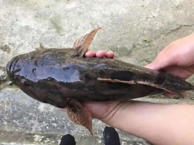 我的价格多少钱一斤