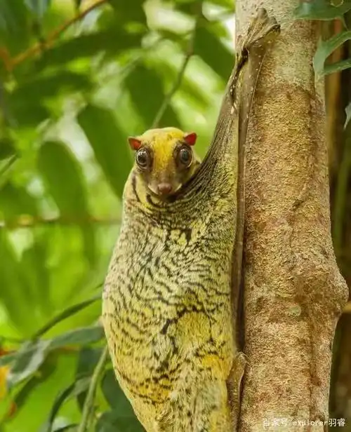 鼯猴,从颈部到尾部有翼膜,可以滑翔长达60米,是最大的滑翔哺乳动物