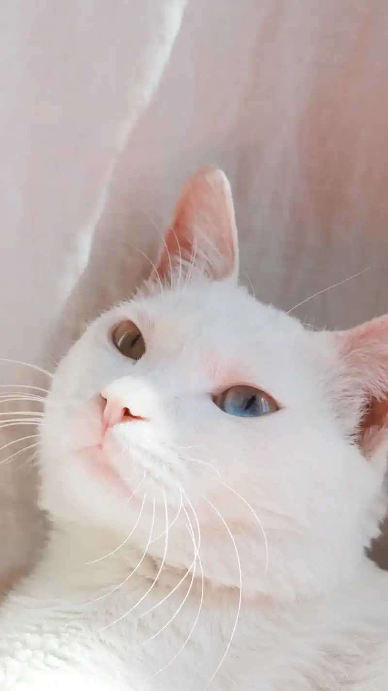 全世界最可爱的小猫咪