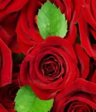 在院中养上一株玫瑰花,注意到了这5点,开出来的花娇艳欲滴_进行_植株_