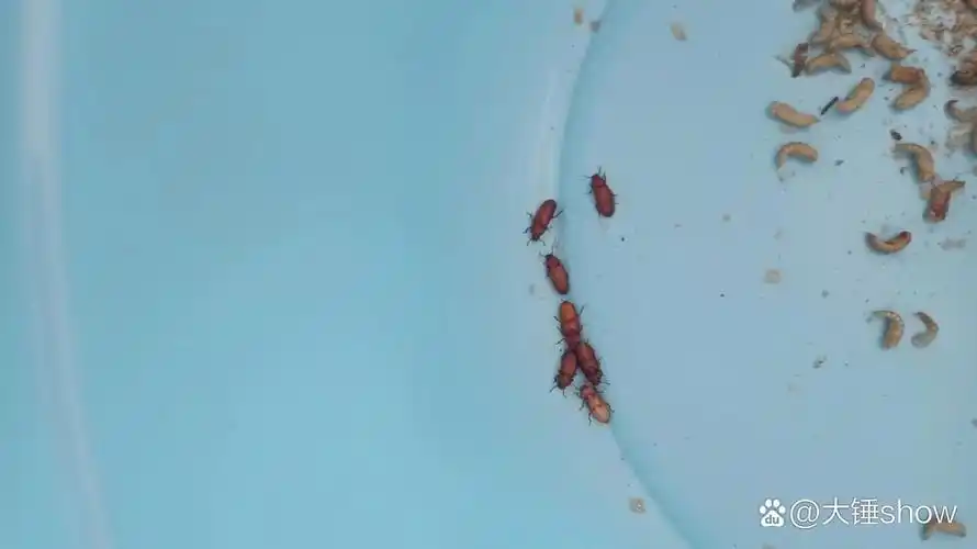 面包虫化蛹变成了小甲虫@大锤show的动态