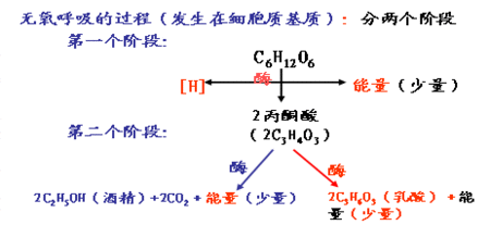 有氧呼吸以及无氧呼吸过程(图解)