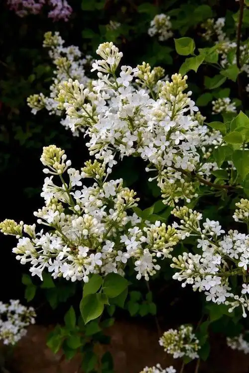 丁香花的样子图片(丁香花的样子图片花语)