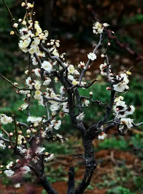 盆景中的精品——玉碟龙游梅