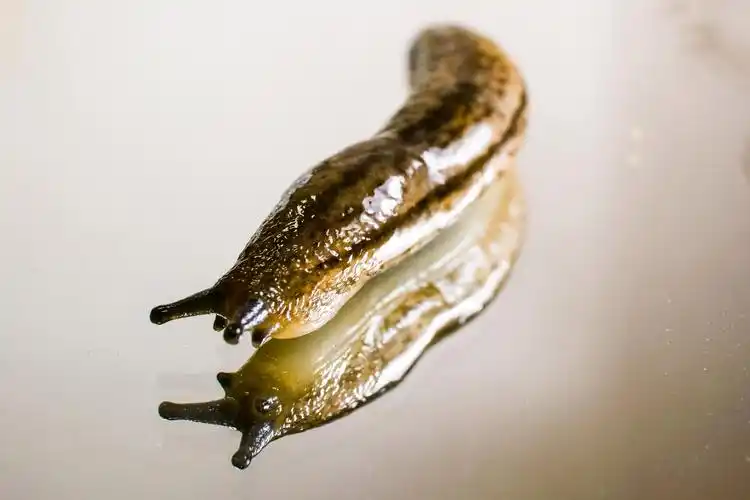 昆虫,蛞蝓,动物蛞蝓图片 昆虫,蛞蝓