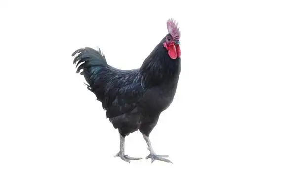 山林散养五黑鸡