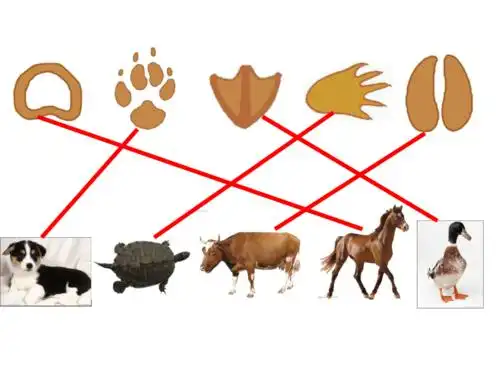 人教版美术二年级下册 第10课 脚印的联想 课件(共33张ppt)-21世纪