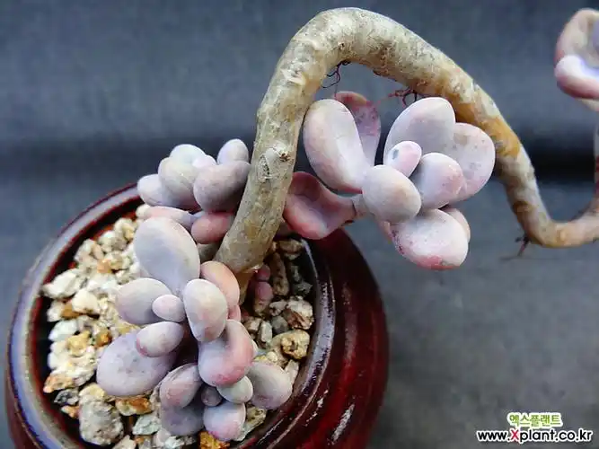 > 醉美人(自然)木质化 (graptopetalum amethystinum)