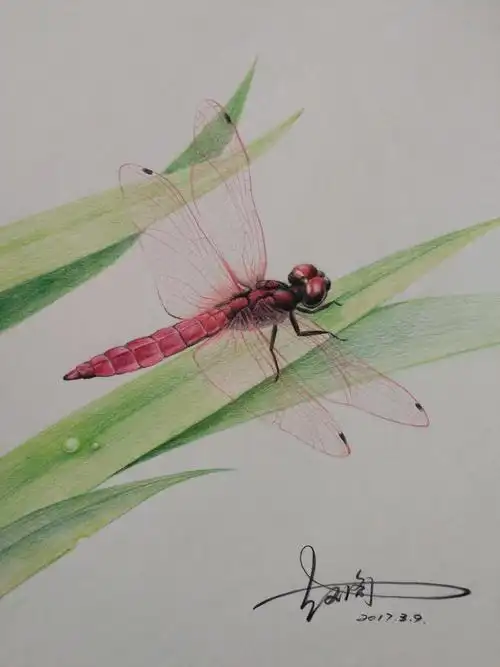 画彩铅蜻蜓步骤图