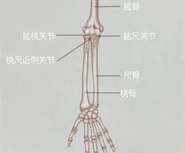 硬拉卧推时手肘疼痛你可能患网球肘或高尔夫球肘怎么破解